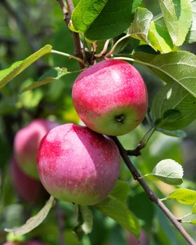 Red apples growing on a branch