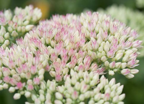 Tiny pink flowers background