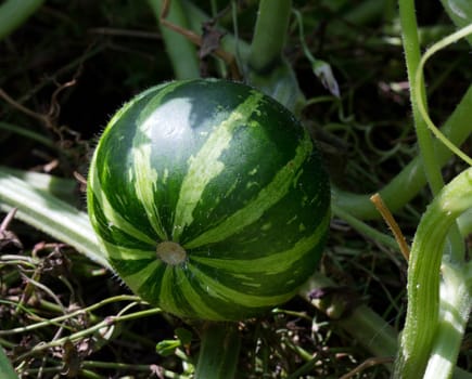 Green unripped pumpkin growing in a field