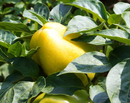 Yellow pepper with leaves growing. Close up