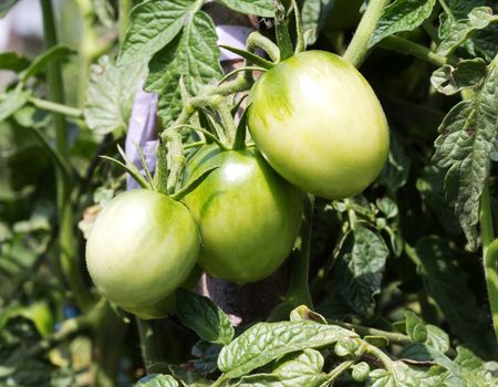 Unripped tomatoes growing. Close up