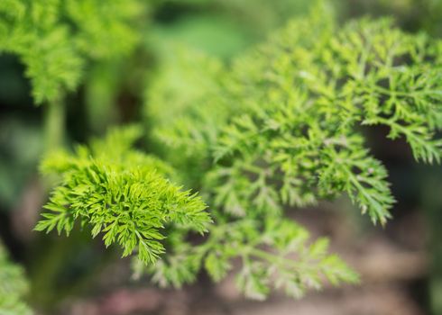 Carrot grows in kitchen garden. Close up