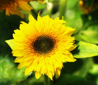 Sunflower close up