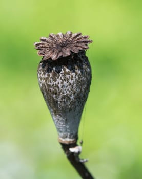 Dry poppy flower close up