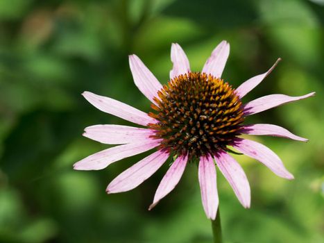 Echinacea flowers on green background. Close up