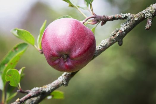 Red apple growing on a branch