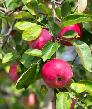 Red apples growing on a branch