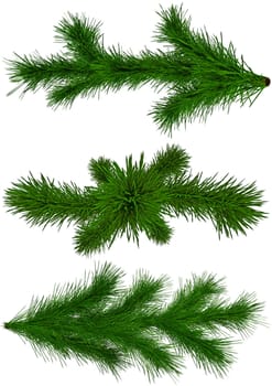 set of green Christmas fir-tree branches on white background
