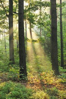 Shining sun in green forrest