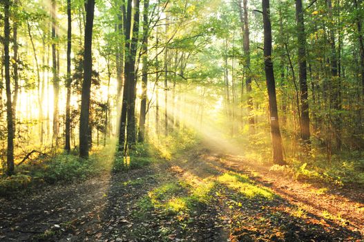 Magical autumn forest
