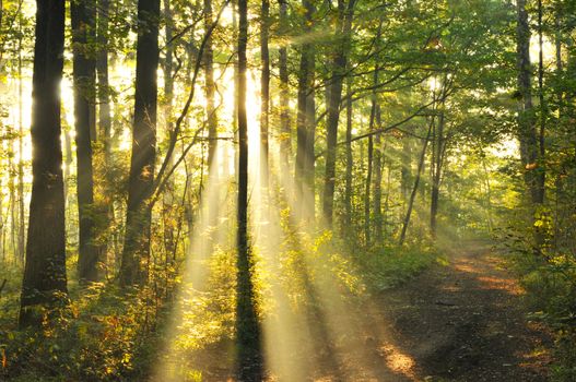 Magical autumn forest