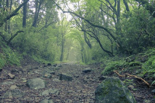 Hakone Kyukaido - Old Tokaido Road, still exist in Hakone, the fragment of historic cobblestone pathway from Kyoto to Tokyo, this road was paved with stone in seventeenth century.