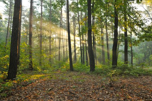 Magical autumn forest