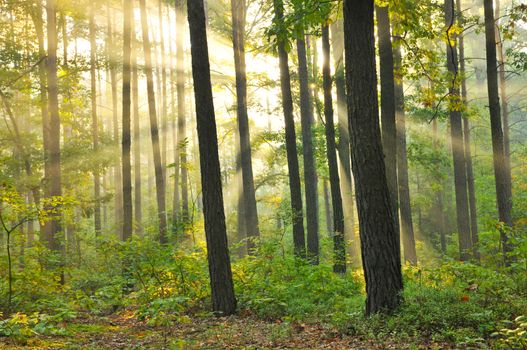 Magical autumn forest