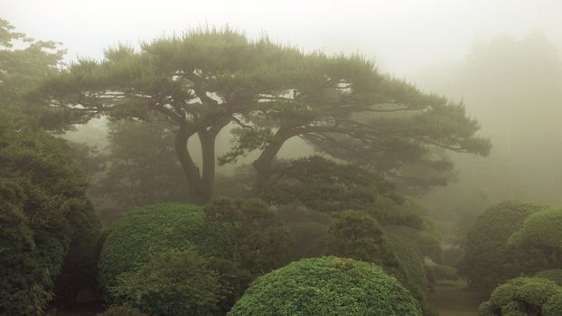 scenic pine tree and trimmed bushes in misty Japanese garden by summer time