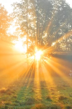 Beautiful autumn sunrise in forest