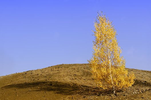 solitary birch tree in autumn color