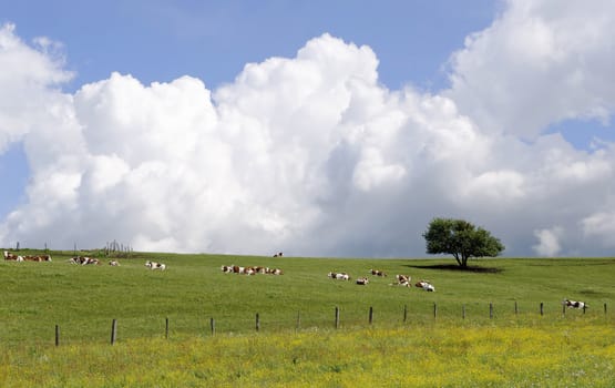 herd of cows in a pasture