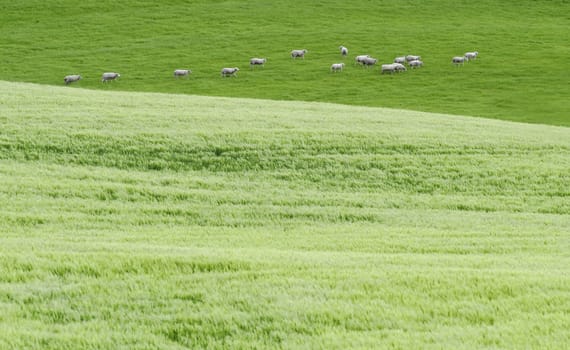herd of sheep in a green field