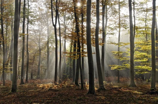 sunlight in misty forest
