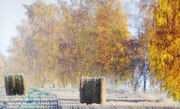 birch trees and straw roll in autumn