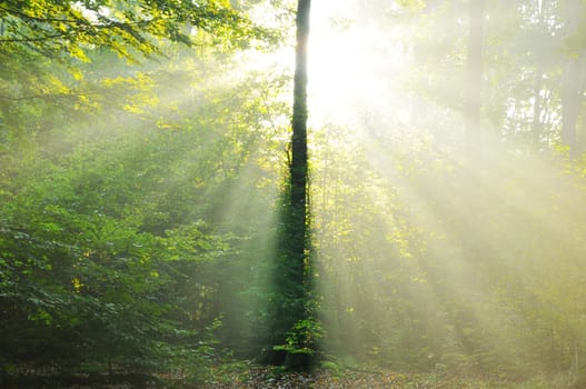 Forest at dusk