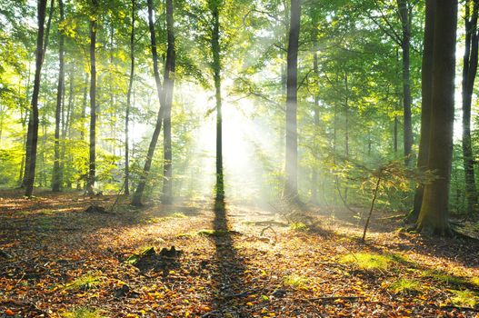 Autumn dusk in forest