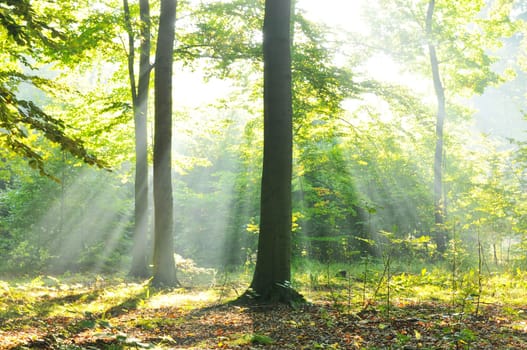 Autumnal dawn in old beech forest Poland