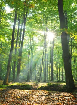 Autumnal dawn in old beech forest Poland