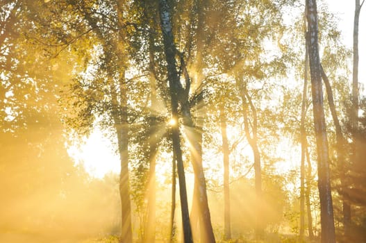 Forest at dusk