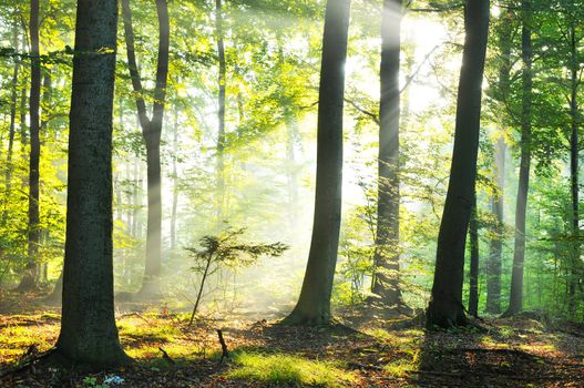 Forest dawn