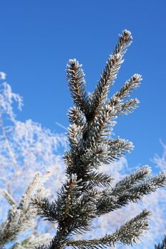 a frosty branch in snowy winter landscape