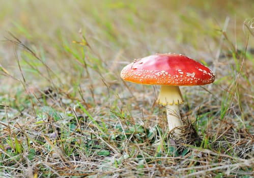 toadstool at the forest