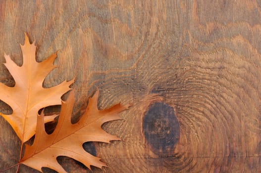 Brown autumn leaves on the background a dark old wood