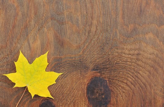 yellow wet autumn leaves on the background a dark old wood