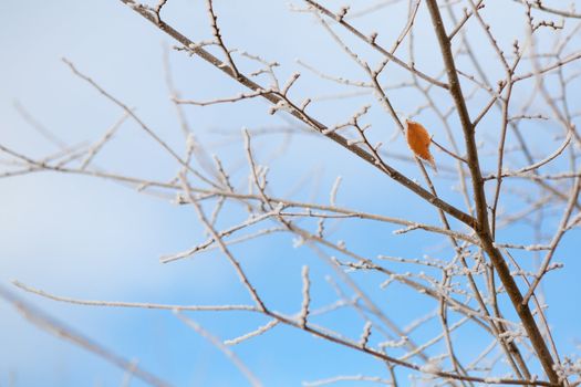 frozen branches under the frost and sky