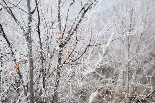 branches of the bush covered with frost