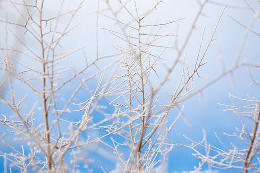 background of bush covered with frost and sky in winter