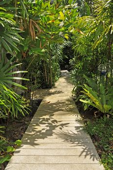 The path in the garden.