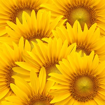 Sunflower background