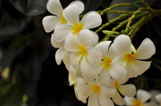 White flowers in the garden.