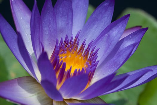 Colorful purple water lily
