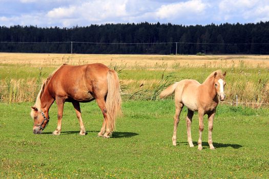 Palomino Finnhorse mare and filly on green grass meadow at end of summer.