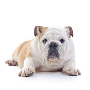 laying English bulldog dog, eye contact, over white background