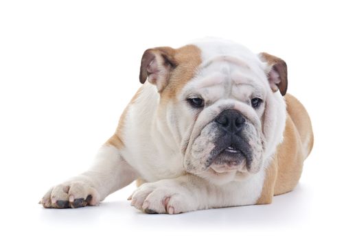 laying English bulldog dog lookig down, over white background