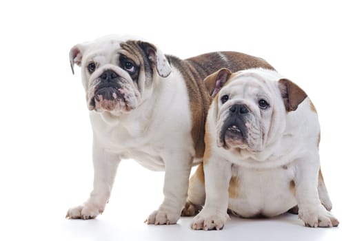 two english bulldogs watching something, over white