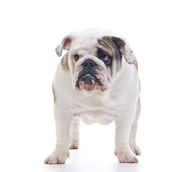 English bulldog standing in front of white background