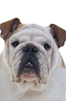 Extreme closeup of English Bulldog head over white background, Vertical shot