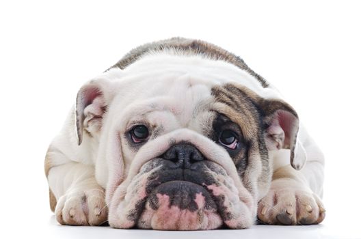 Closeup of English bulldog head, laying dog, Shallow focus on eyes