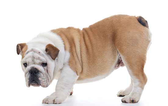 English bulldog standing in front of white background, profile, looking at camera